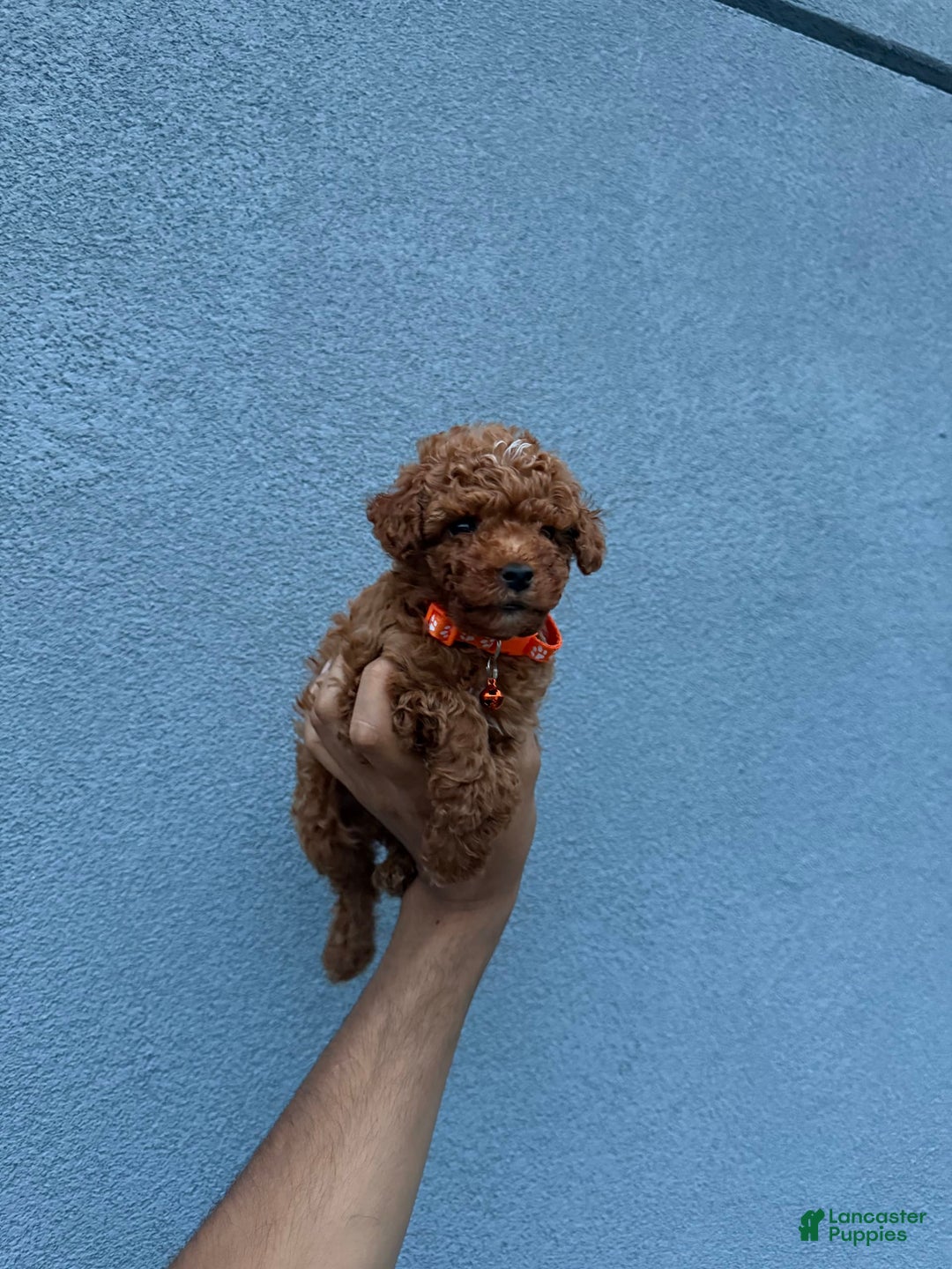 Toy Poodle dogs for sale: Teacup Dylan - Image 1