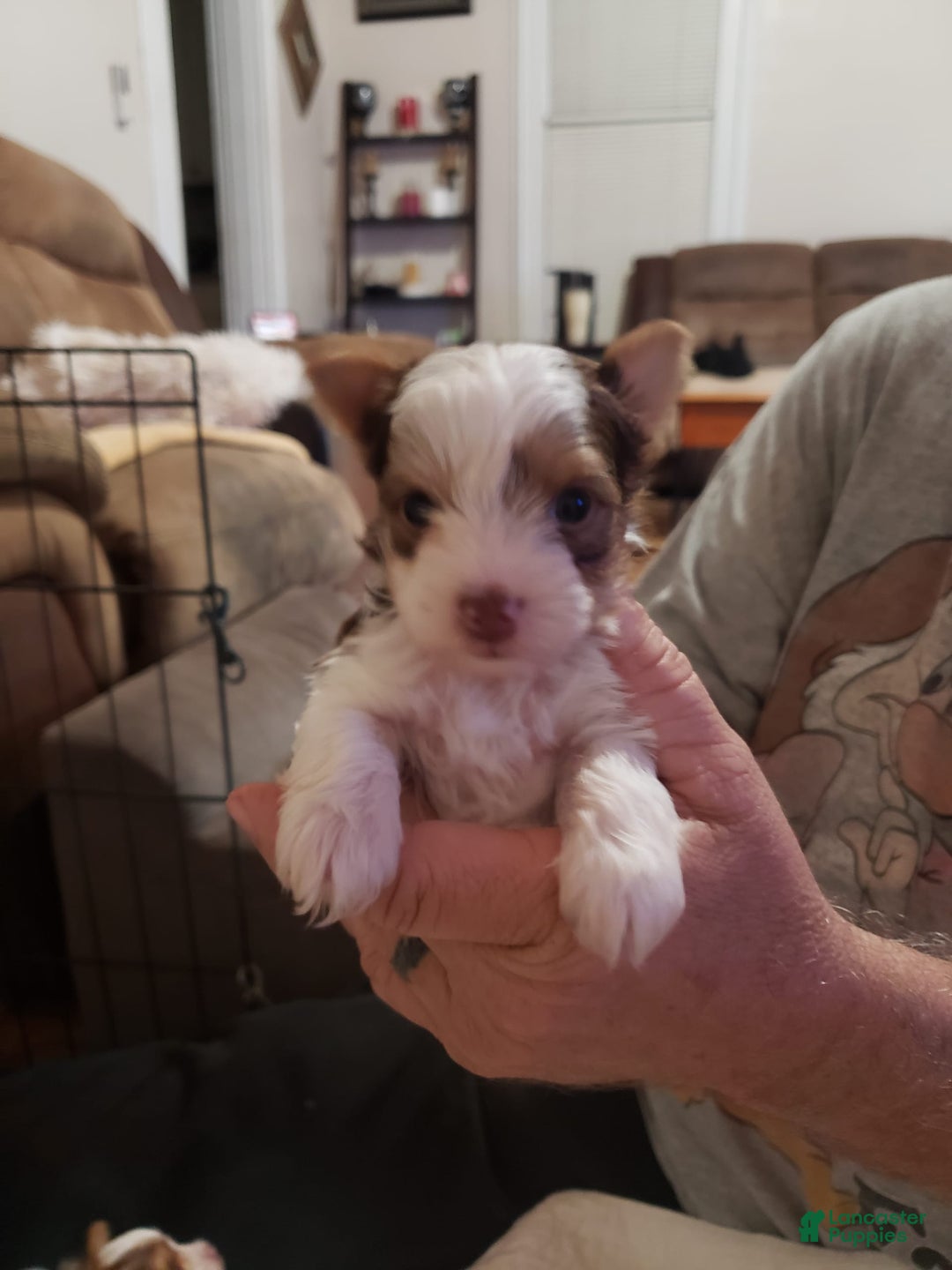 Yorkshire Terrier dogs for sale: Devon - Image 2