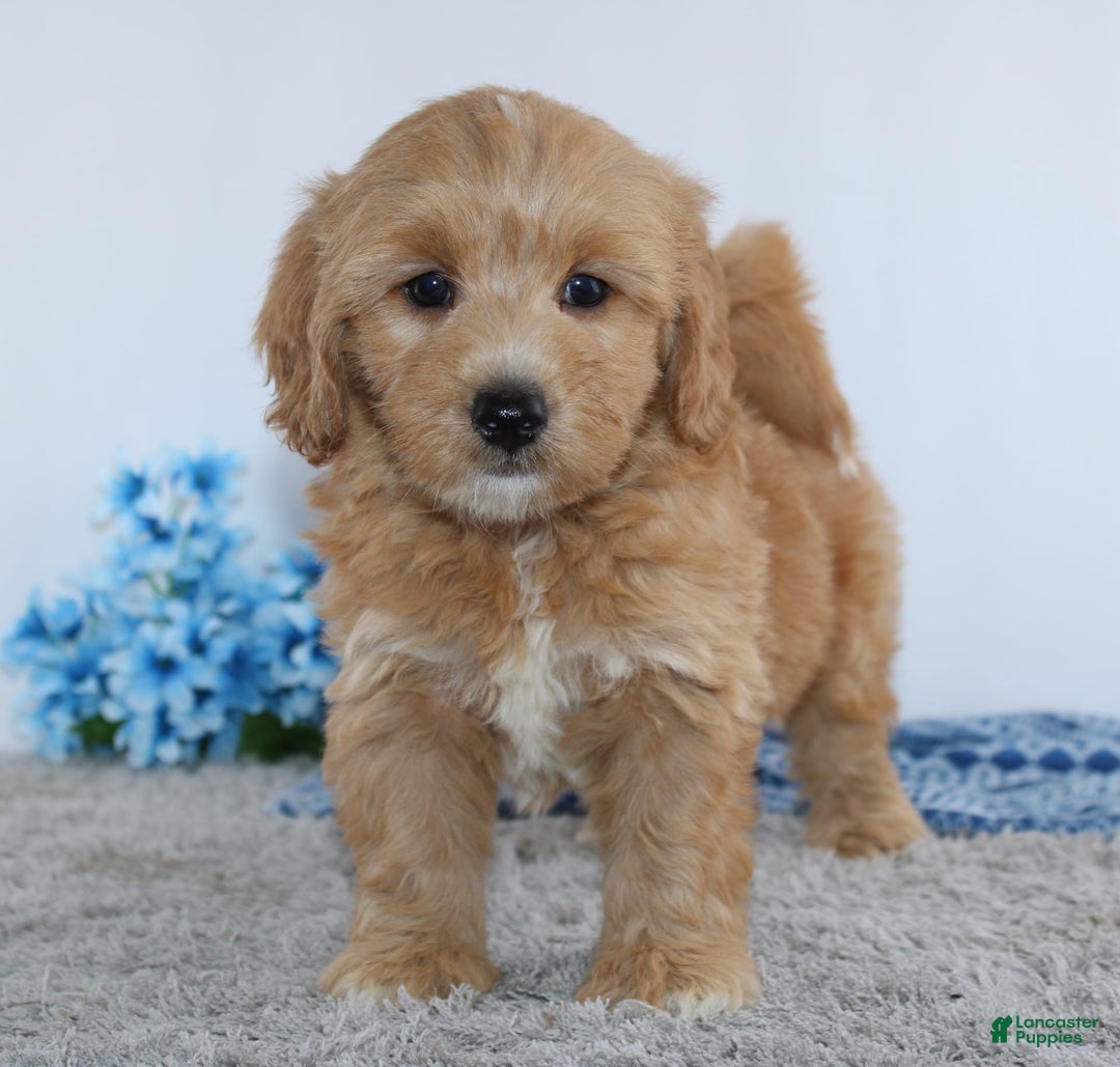 Mini Goldendoodle dogs for sale: Adriel - Image 4
