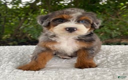 Bernedoodle dogs for sale: Alexander - Image 1