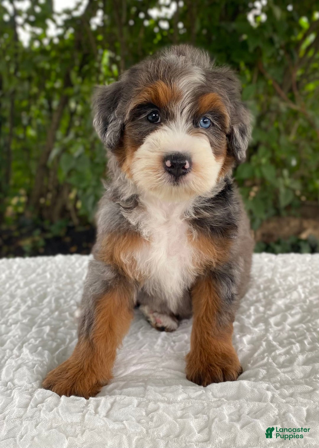 Bernedoodle dogs for sale: Alexander - Image 1