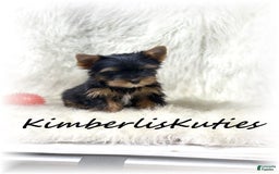 Yorkshire Terrier dogs for sale: Beau - Image 2