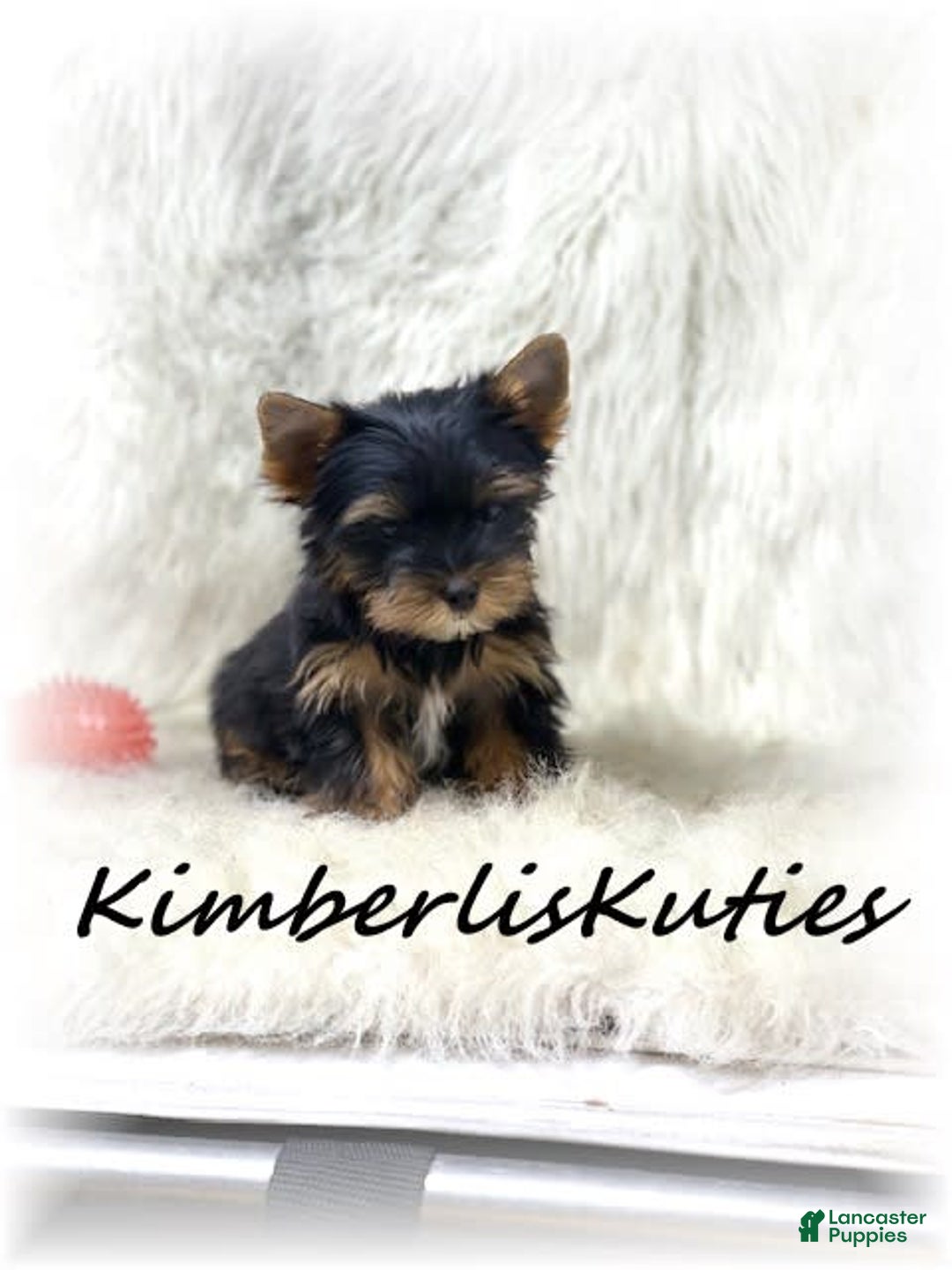 Yorkshire Terrier dogs for sale: Beau - Image 2