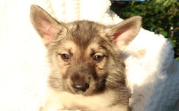 Gerberian Shepsky dogs for sale: Sugar - Image 5