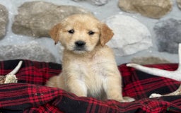 Golden Retriever dogs for sale: Sandy - Image 4