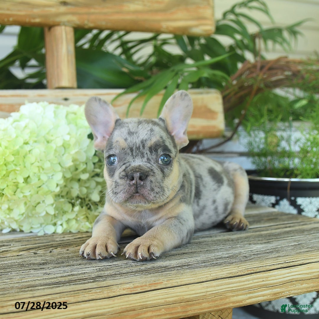 French Bulldog dogs for sale: Tigger - Image 3