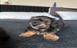 Miniature Dachshund dogs for sale: Mookie - Image 8
