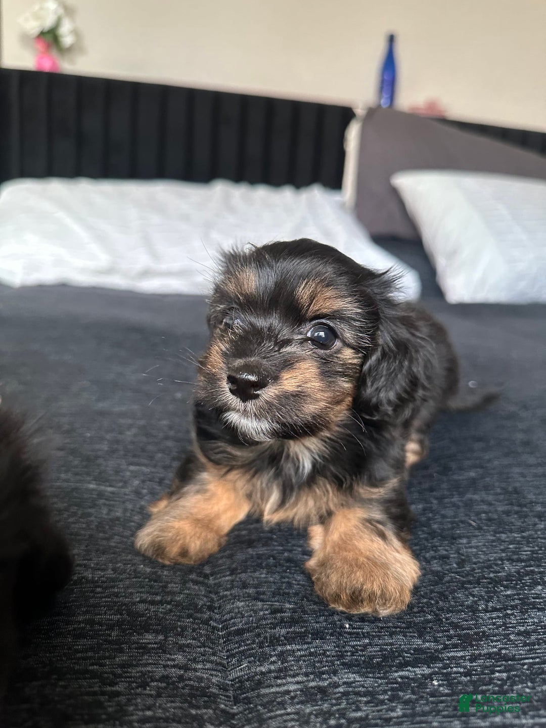 Miniature Dachshund dogs for sale: Mookie - Image 8