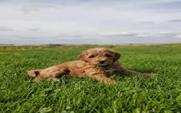 Mini Goldendoodle dogs for sale: Milo F1b - Image 10