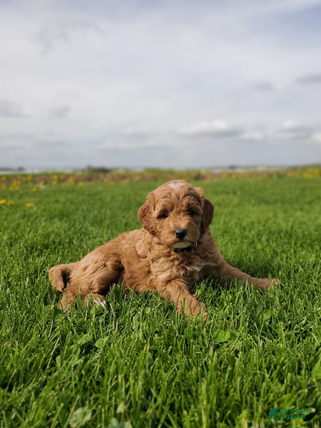 Mini Goldendoodle dogs for sale: Milo F1b - Image 10