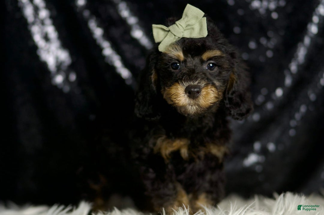 Miniature Poodle dogs for sale: Ozzy - Image 6