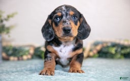 Miniature Dachshund dogs for sale: Kent - Image 2