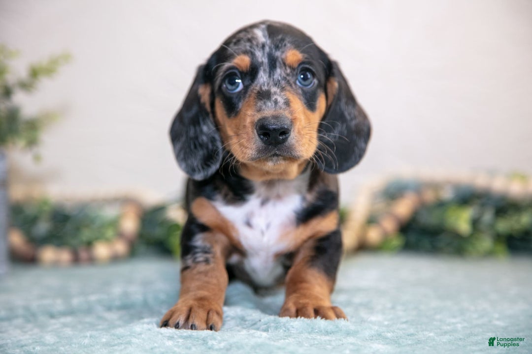 Miniature Dachshund dogs for sale: Kent - Image 2