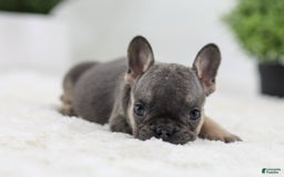 French Bulldog dogs for sale: Sky - Image 4