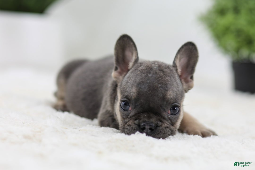 French Bulldog dogs for sale: Sky - Image 4