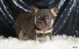 French Bulldog dogs for sale: Vegas - Image 4