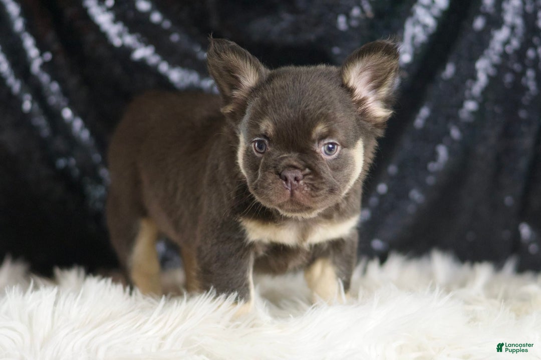 French Bulldog dogs for sale: Vegas - Image 4