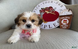 Teddy Bear dogs for sale: Pumpkin - Image 5