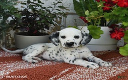 Dalmatian dogs for sale: Dalmatian 12 puppies - Image 13