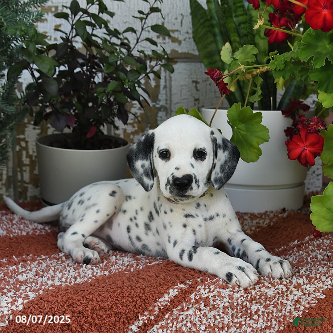 Dalmatian dogs for sale: Dalmatian 12 puppies - Image 13