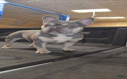 French Bulldog dogs for sale: Rolex - Image 9
