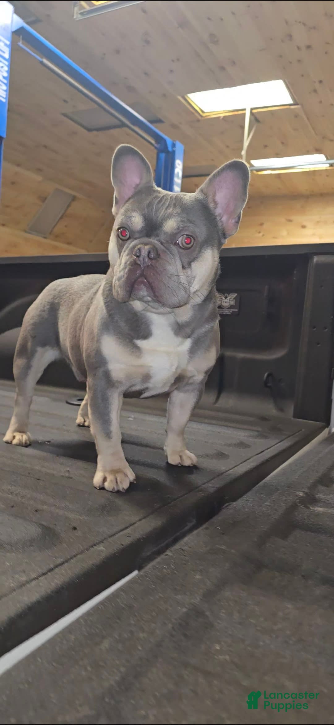 French Bulldog dogs for sale: Rolex - Image 9