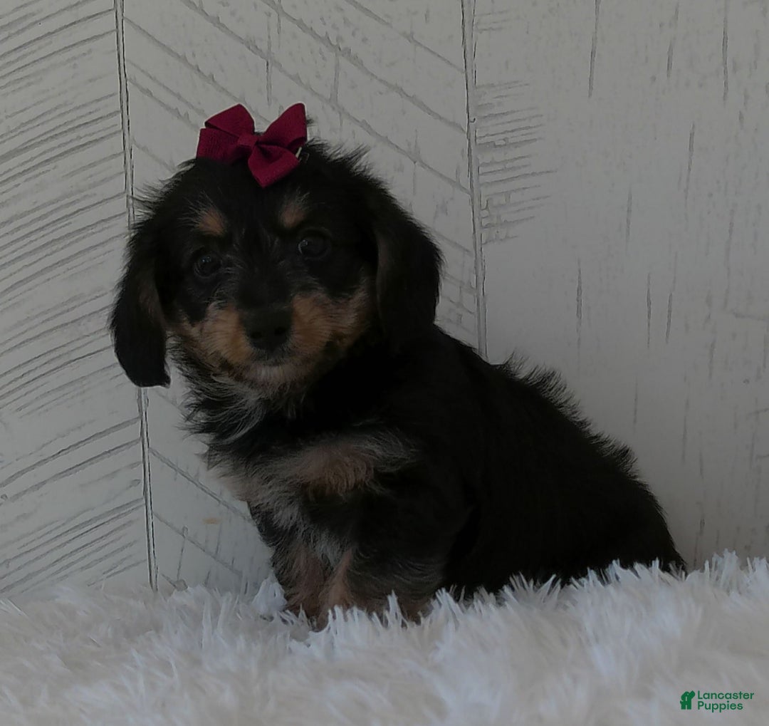 Yorkiepoo dogs for sale: Raine - Image 1