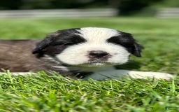 Saint Bernard dogs for sale: Belle - Image 2