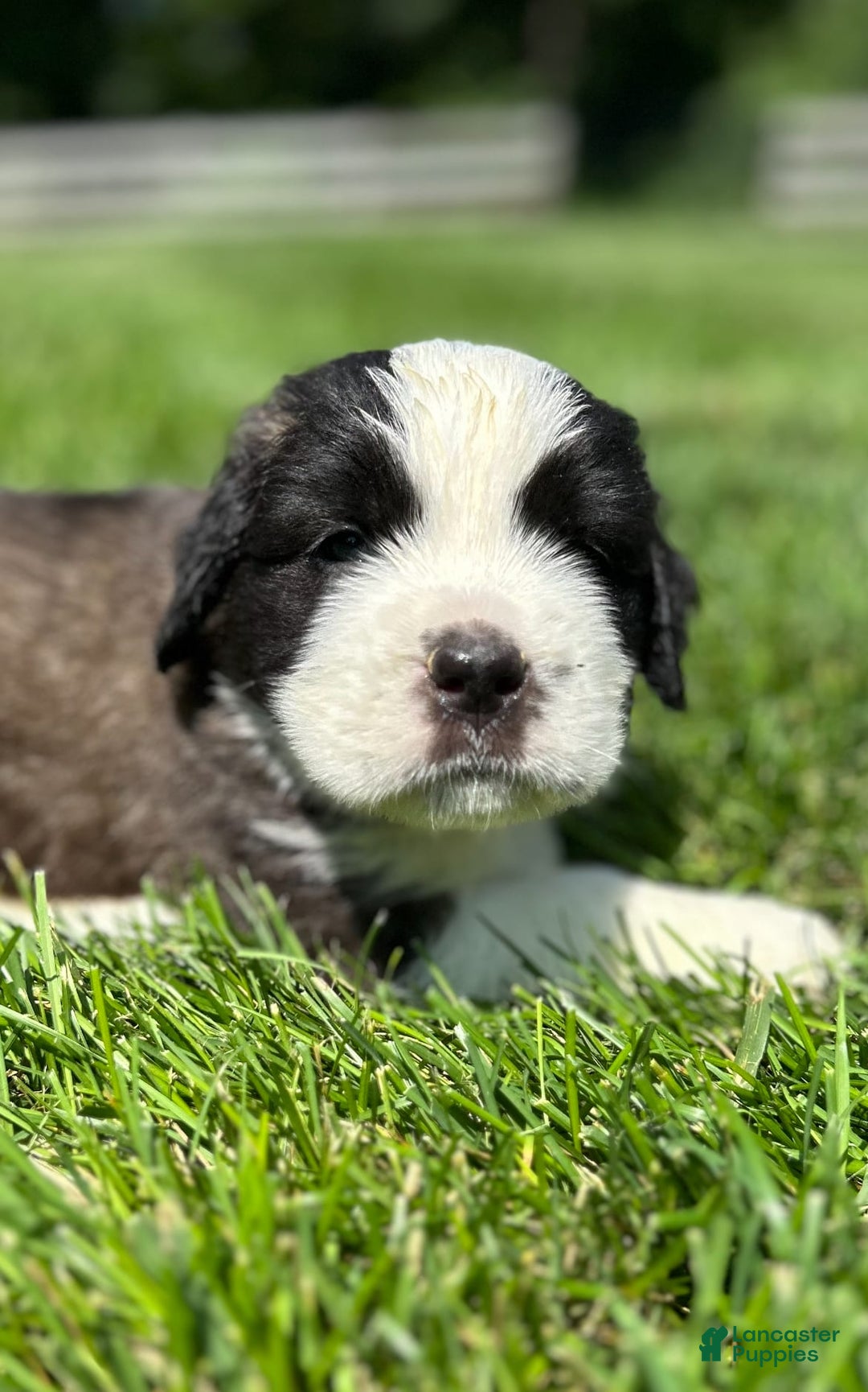 Saint Bernard dogs for sale: Belle - Image 2