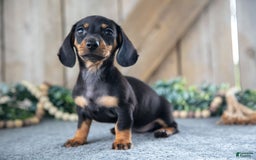 Miniature Dachshund dogs for sale: Dancy - Image 3