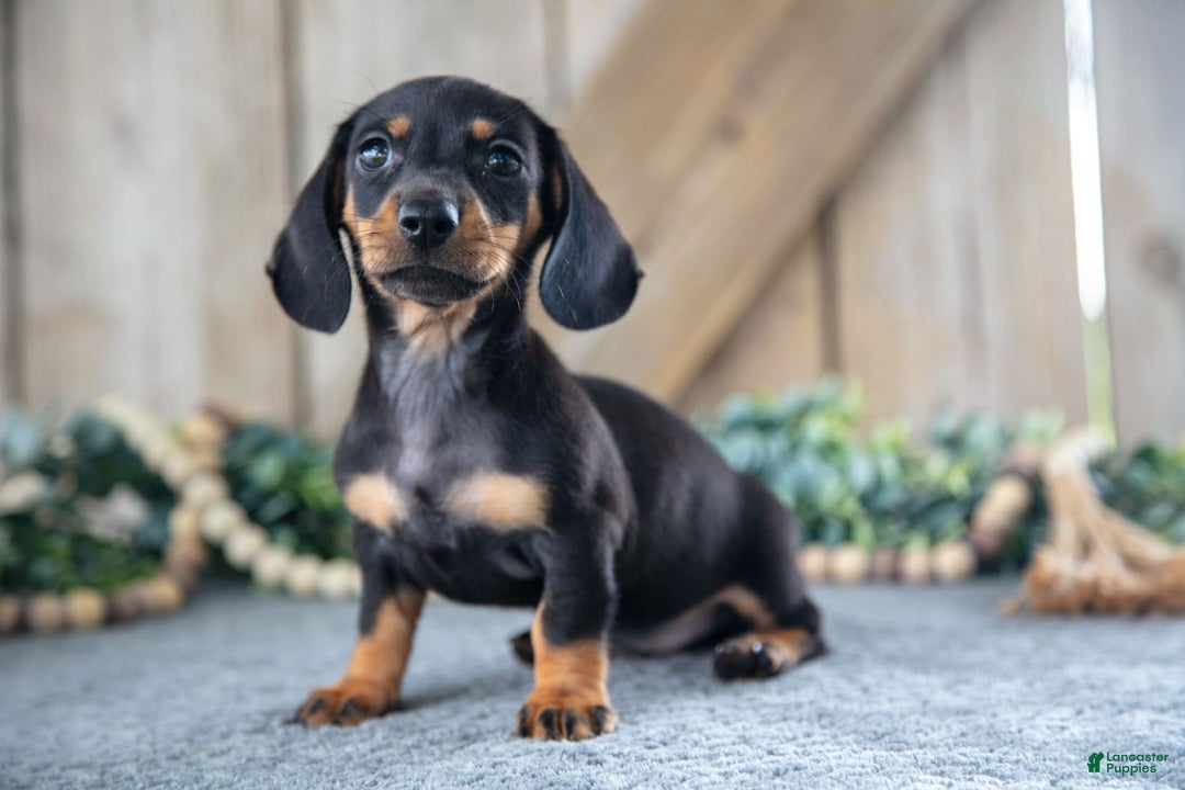 Miniature Dachshund dogs for sale: Dancy - Image 3