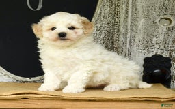 Havapoo dogs for sale: Rover - Image 4