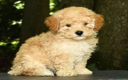 Mini Goldendoodle dogs for sale: Lacey - Image 1