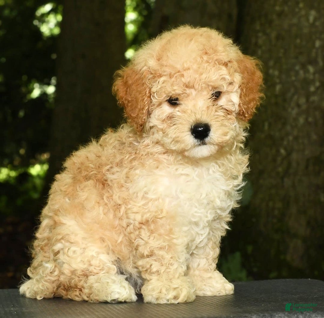Mini Goldendoodle dogs for sale: Lacey - Image 1