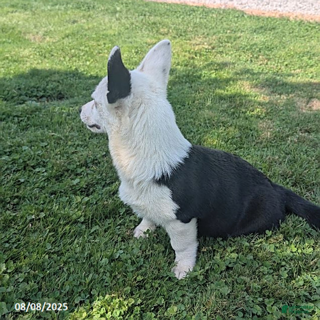Welsh Corgi Pembroke dogs for sale: Princess - Image 3