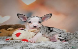 Chihuahua dogs for sale: Romeo - Image 4