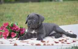 Cane Corso dogs for sale: Reba - Image 3