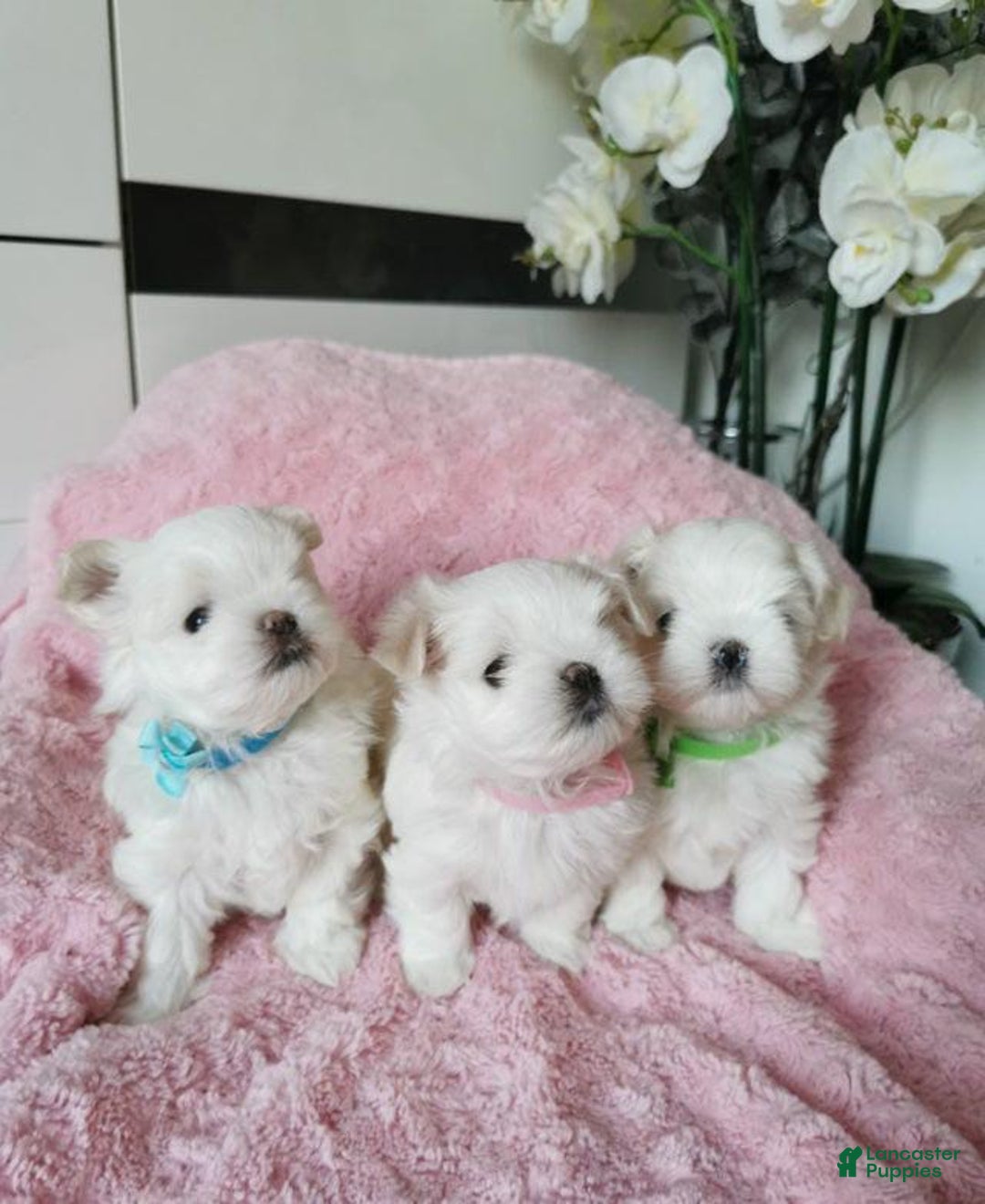 Maltese dogs for sale: Mirel - Image 1