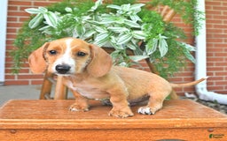 Miniature Dachshund dogs for sale: Teddy - Image 1