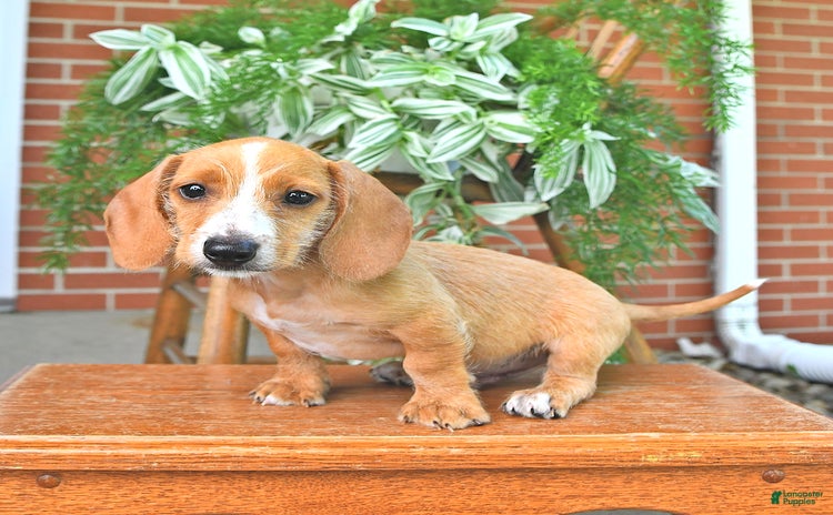 Miniature Dachshund dogs for sale - Ad 4