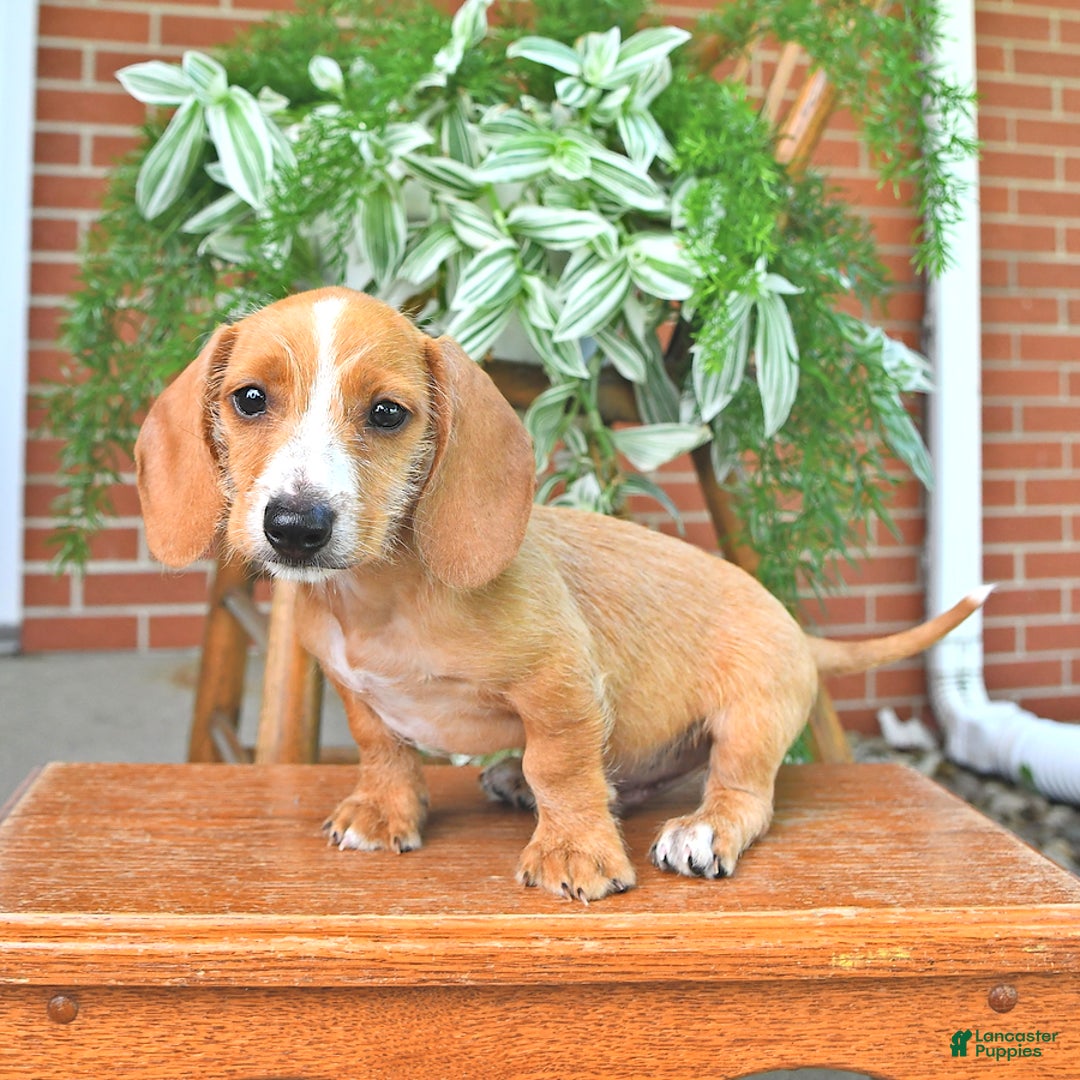 Miniature Dachshund dogs for sale: Teddy - Image 1