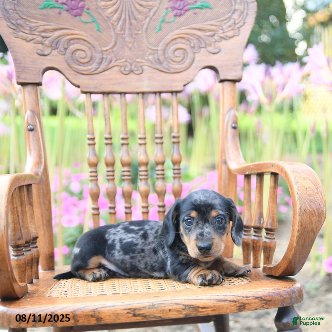 Miniature Dachshund dogs for sale: Brandon - Image 4