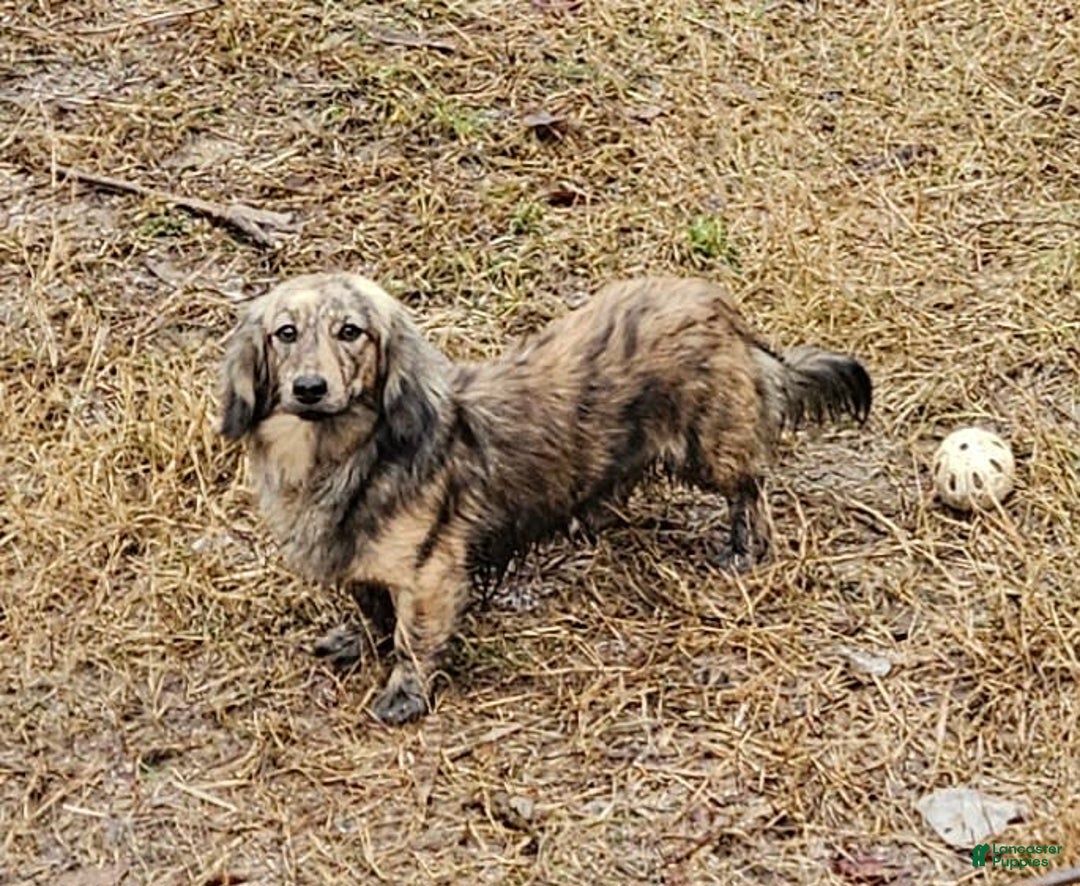 Miniature Dachshund dogs for sale: Flynn - Image 8