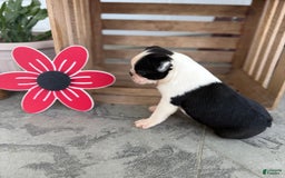 Boston Terrier dogs for sale: Brandon - Image 1