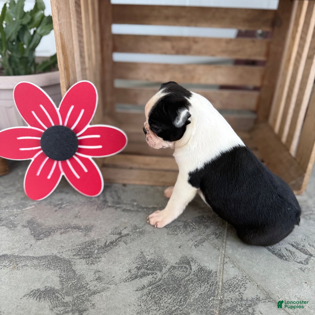 Boston Terrier dogs for sale: Brandon - Image 1