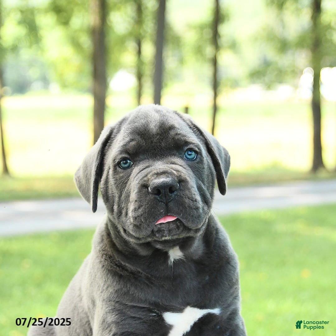 Cane Corso dogs for sale: Storm - Image 2