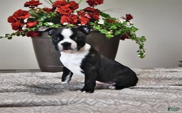 Boston Terrier dogs for sale: Lacey - Image 1