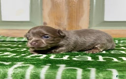 Chihuahua dogs for sale: Tobias Lavender Long Coat - Image 13