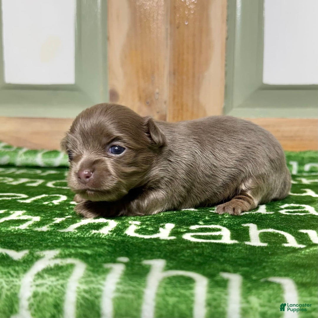Chihuahua dogs for sale: Tobias Lavender Long Coat - Image 13