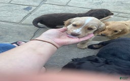 Dachshund dogs for sale: Sandy - Image 6